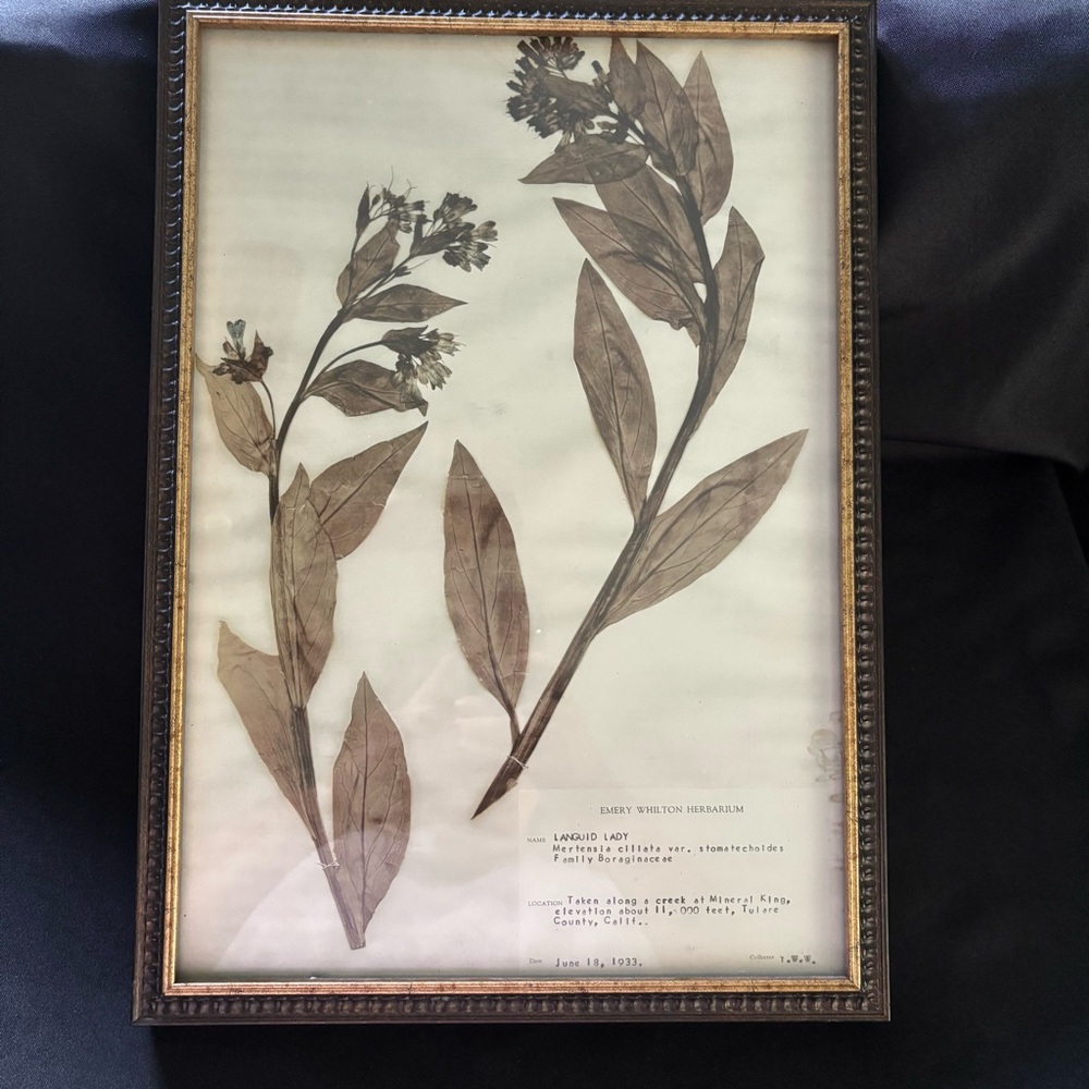 Vintage 1933 Framed Botanical Print with Brown Leaves